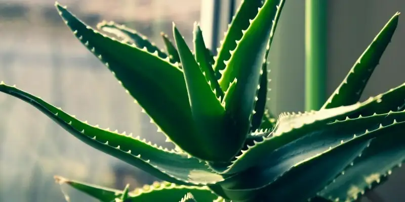 aloe vera
