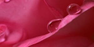 Orina roja o rosada: Causas, riesgos y cuándo deberías preocuparte