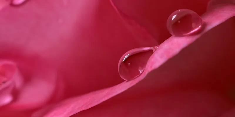 orina roja o rosada